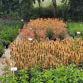Kłosowiec 'Kudos Mandarin'