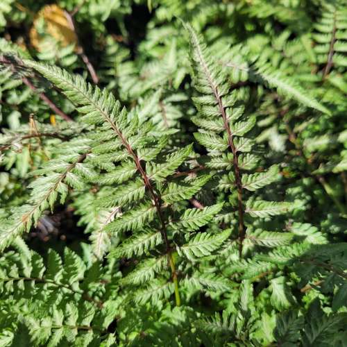 Wietlica japońska 'Pewter Lace'