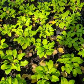 Funkia 'Sun Mouse'
