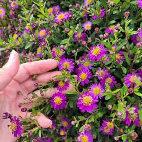 Aster żeniszkowaty 'Ezo Murazaki'