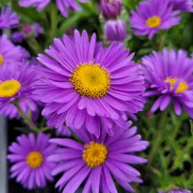 Aster alpejski 'Dunkle Schöne'