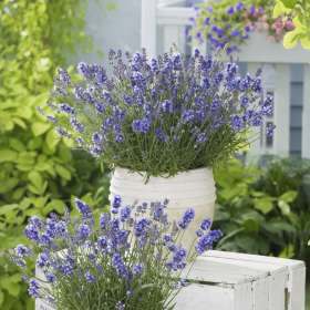 Lawenda wąskolistna 'Essence Purple'