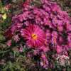 Aster nowobelgijski 'Crimson Brocade'