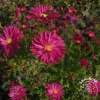 Aster nowobelgijski 'Crimson Brocade'