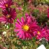 Aster nowobelgijski 'Crimson Brocade'