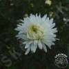Aster nowobelgijski 'White Ladies'