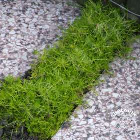 Karmnik ościsty 'Aurea'