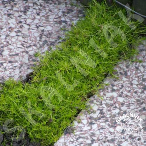 Karmnik ościsty 'Aurea'