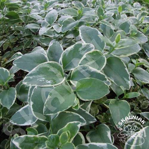 Barwinek większy 'Variegata'