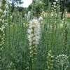 Liatra kłosowa 'Floristan White'