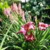 Liliowiec 'Summer Wine'
