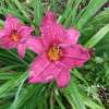 Liliowiec 'Summer Wine'