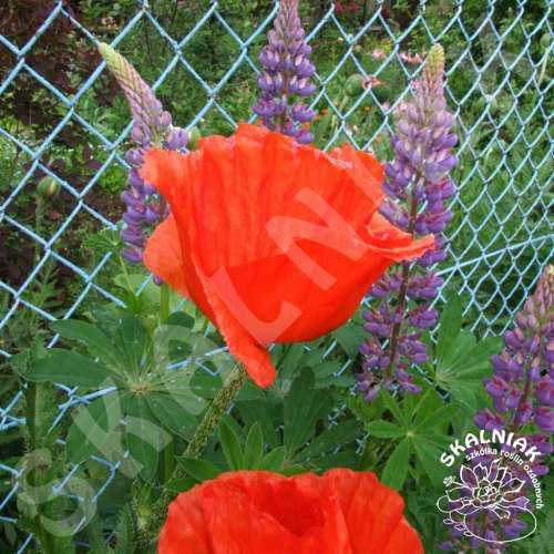 Mak wschodni 'Brilliant'