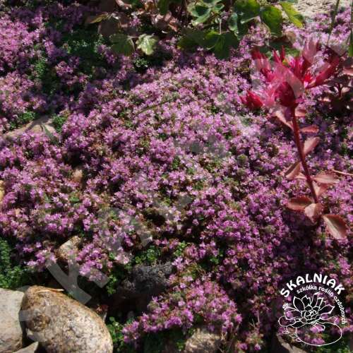 Macierzanka Doerflera 'Bressingham Seedling'