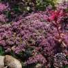 Macierzanka Doerflera 'Bressingham Seedling'