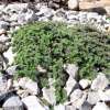 Macierzanka Doerflera 'Bressingham Seedling'