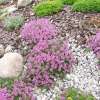 Macierzanka Doerflera 'Bressingham Seedling'