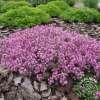Macierzanka Doerflera 'Bressingham Seedling'