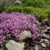 Macierzanka Doerflera 'Bressingham Seedling'