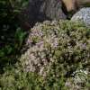 Macierzanka piaskowa 'Highland Cream'