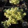 Macierzanka piaskowa 'Highland Cream'