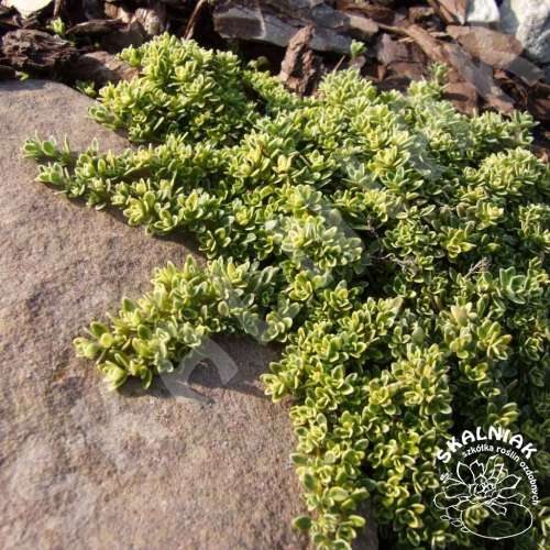Macierzanka piaskowa 'Highland Cream'