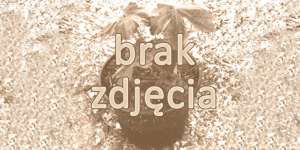 Stanowisko półcieniste